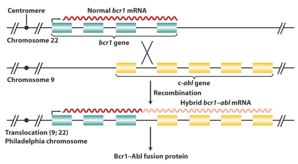 Structural Variations in Chromosomes | Botany Optional for UPSC