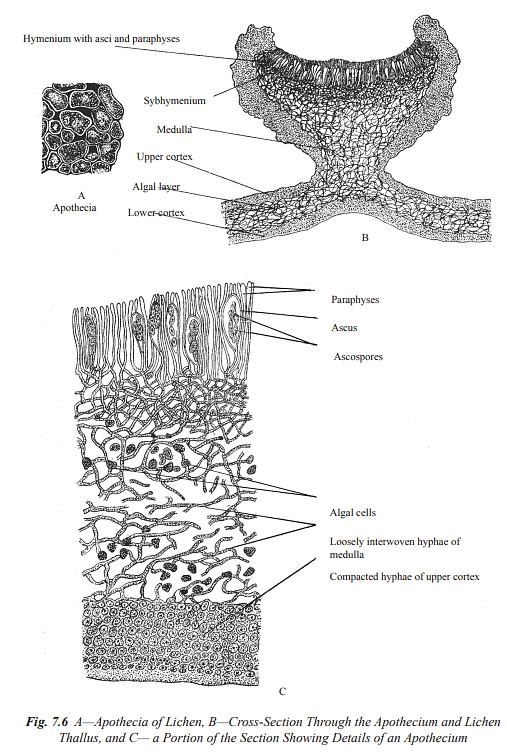 Structure and Reproduction Fungi & Lichens | Botany Optional for UPSC