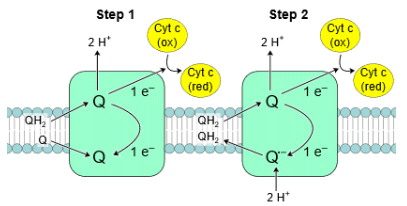 Electron transport chain, Oxidative phosphorylation & Photorespiration | Botany Optional for UPSC