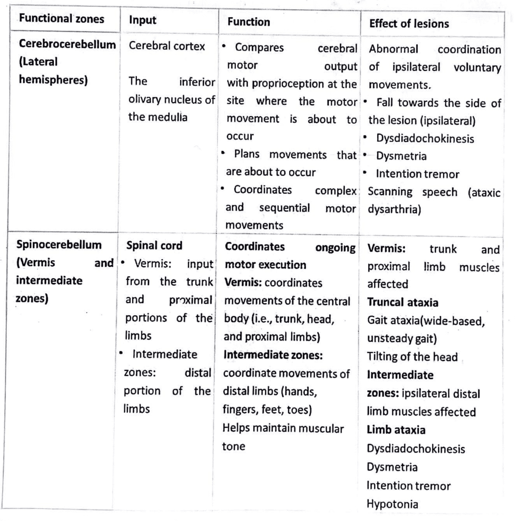 Cerebellum | Medical Science Optional Notes for UPSC