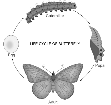 Arthropoda: Metamorphosis in insects and its hormonal regulation | Zoology Optional Notes for UPSC