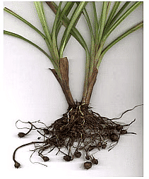 Propagation and Dissemination of Weed Seeds | Agriculture Optional for UPSC