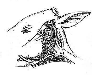Fig: Parotid and Submaxillary Salivary Glands, Socio-parotitis and Parotid Duct