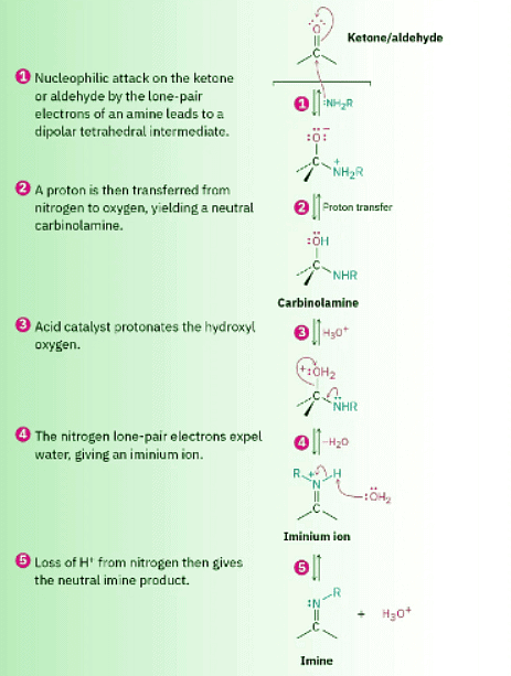 Nucleophilic Addition of Amines- Imine and Enamine Formation - Chemistry