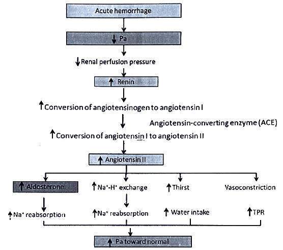 Blood Pressure-Definitions | Medical Science Optional Notes for UPSC