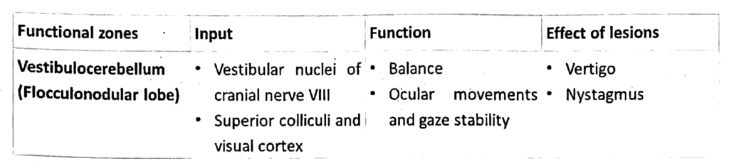 Cerebellum | Medical Science Optional Notes for UPSC