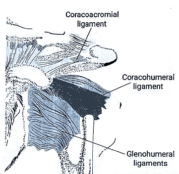 Shoulder Joint | Medical Science Optional Notes for UPSC