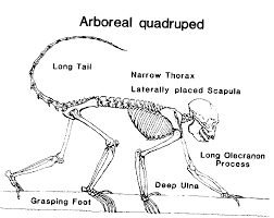 Primate Adaptations (Arboreal and Terrestrial) | Anthropology Optional for UPSC