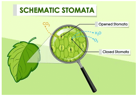 Stomata and their types | Botany Optional for UPSC
