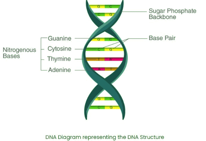 Synthesis and Structure of Genetic Material | Agriculture Optional for UPSC