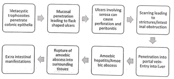Liver Abscess | Medical Science Optional Notes for UPSC