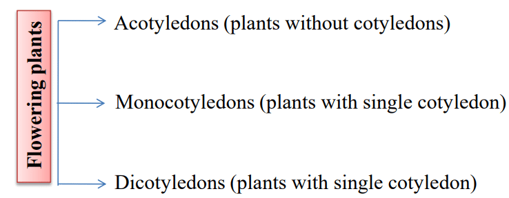 Origin and Evolution of Angiosperms | Botany Optional for UPSC