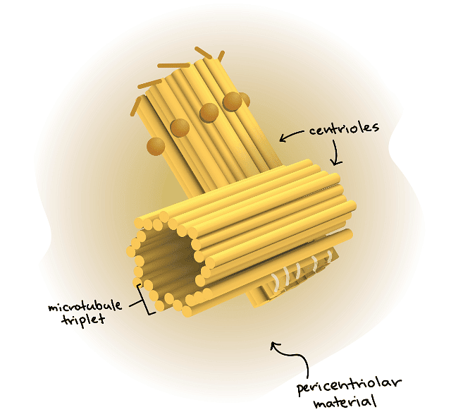 Cytoskelaton and Microtubules | Botany Optional for UPSC