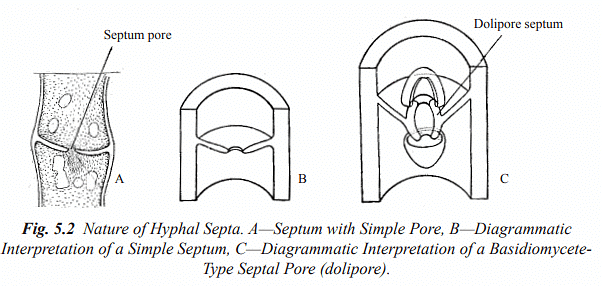 Structure and Reproduction Fungi & Lichens | Botany Optional for UPSC