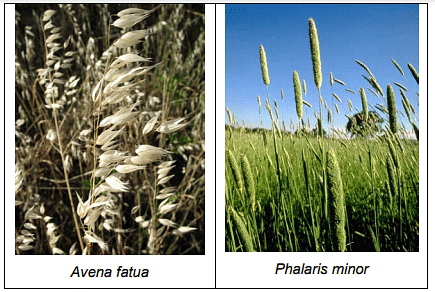 Propagation and Dissemination of Weed Seeds | Agriculture Optional for UPSC