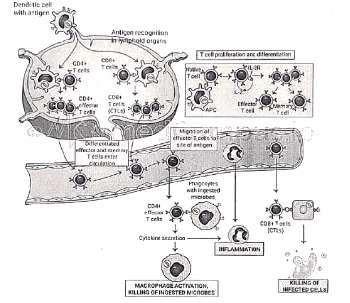 Immunology | Medical Science Optional Notes for UPSC
