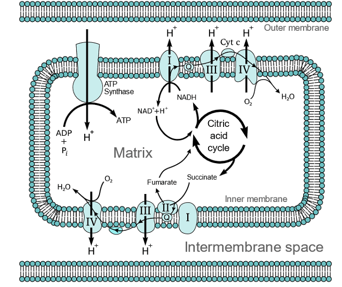 Electron transport chain, Oxidative phosphorylation & Photorespiration | Botany Optional for UPSC