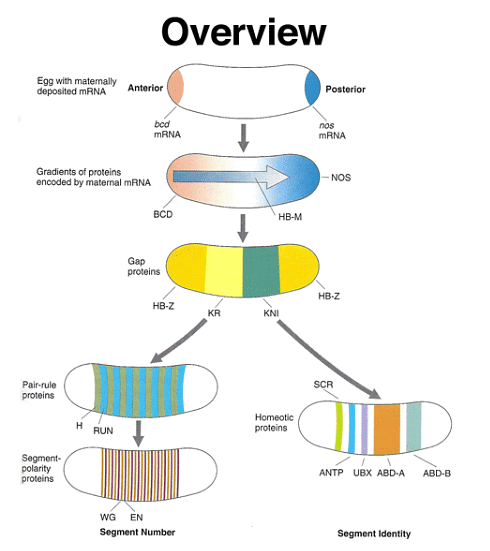 Development of Genetics | Botany Optional for UPSC