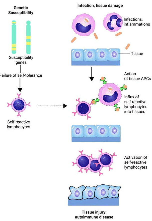 Immunological Tolerance, Autoimmunity | Medical Science Optional Notes for UPSC