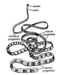 Platyhelminthes: Taenia Solium | Zoology Optional Notes for UPSC