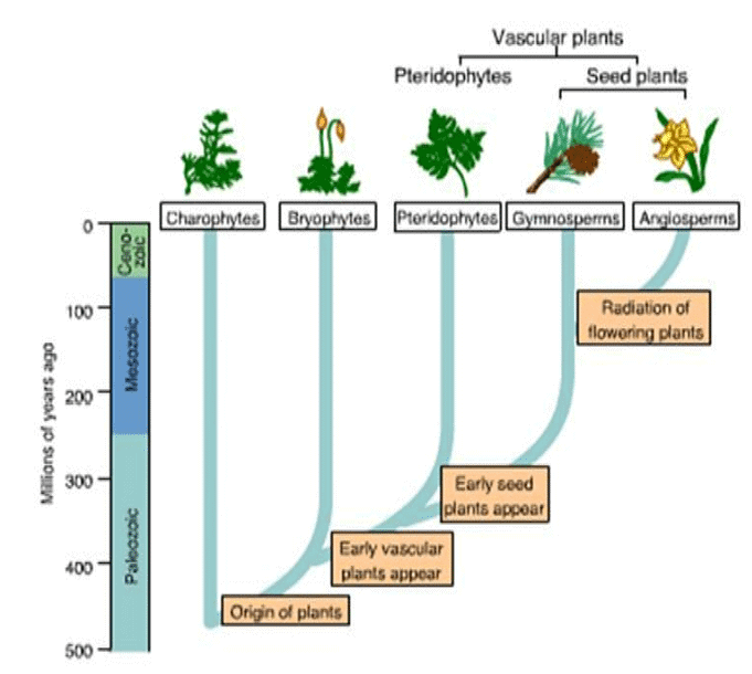 Type of Fossils and their Study Techniques | Botany Optional for UPSC