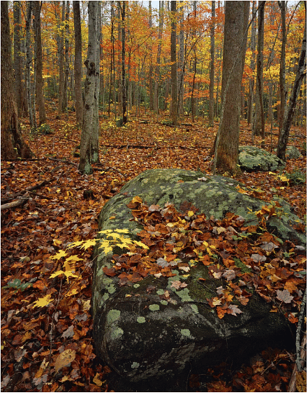 Biogeochemical Cycles | Botany Optional for UPSC