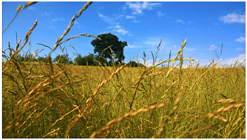 Agro Ecology and it`s Principle - 2 | NABARD Grade A & Grade B Preparation - Bank Exams