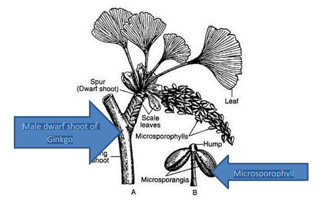 Type of Fossils and their Study Techniques | Botany Optional for UPSC
