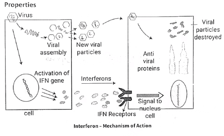 Immunology | Medical Science Optional Notes for UPSC