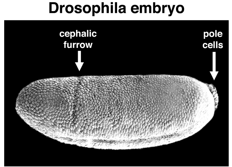 Development of Genetics | Botany Optional for UPSC