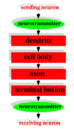 Neuron Structure and Typical Signal Direction