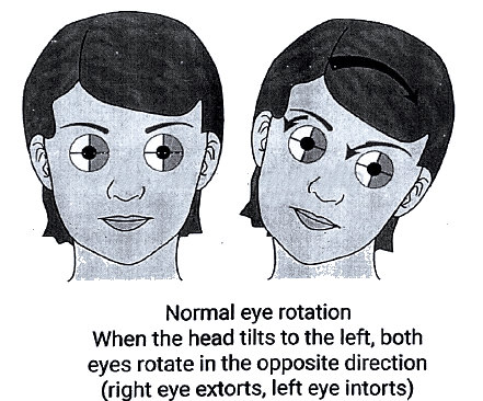 Descending Pathways: Neuroanatomy | Medical Science Optional Notes for UPSC