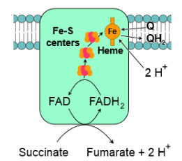 Electron transport chain, Oxidative phosphorylation & Photorespiration | Botany Optional for UPSC