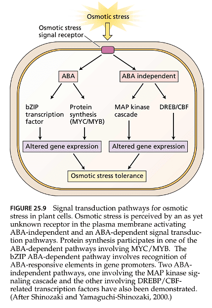 Stress Physiology | Botany Optional for UPSC