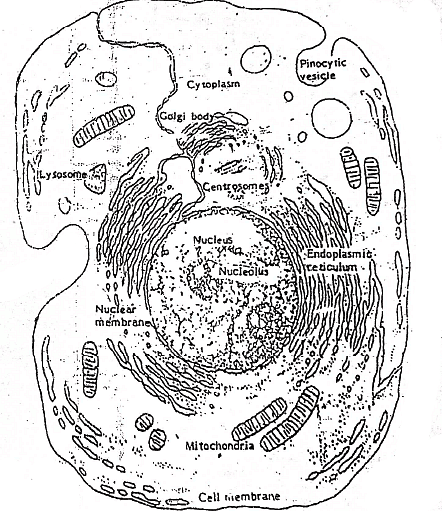 Fig: Diagram of a tybical cell based on studies made with the electron microscope