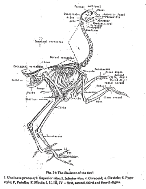 Musculo-Skeletal System of Fowls | Animal Husbandry & Veterinary Science Optional for UPSC