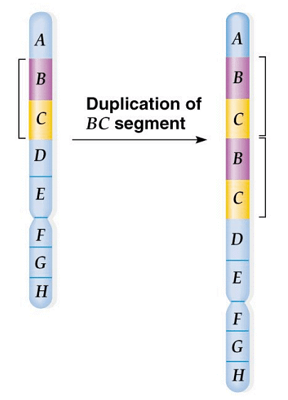 Structural Variations in Chromosomes | Botany Optional for UPSC