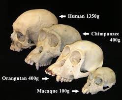 Biological Anthopology | Anthropology Optional for UPSC