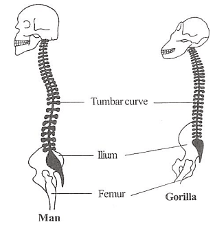 Vertebral column of man and gorilla
