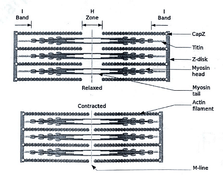 Electron Microscopic Appearance of a Skeletal Muscle | Medical Science Optional Notes for UPSC