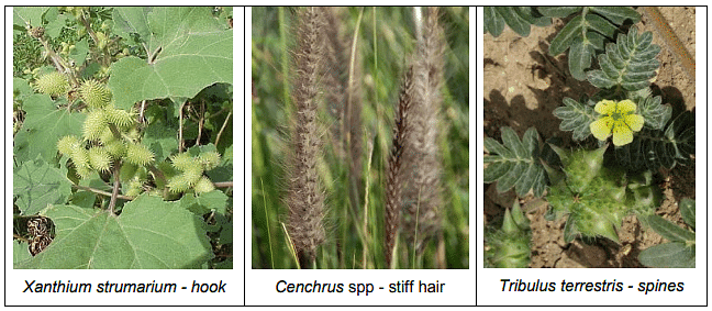Propagation and Dissemination of Weed Seeds | Agriculture Optional for UPSC