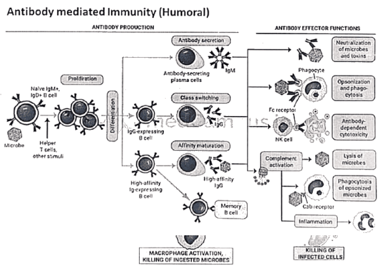 Immunology | Medical Science Optional Notes for UPSC