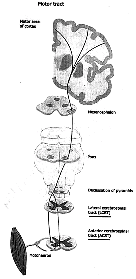 Basal Ganglia | Medical Science Optional Notes for UPSC