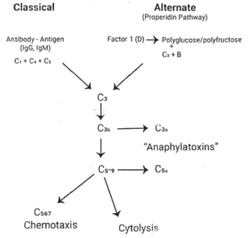 Immunology | Medical Science Optional Notes for UPSC