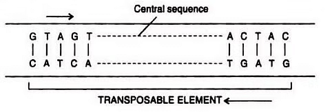 Gene | Zoology Optional Notes for UPSC