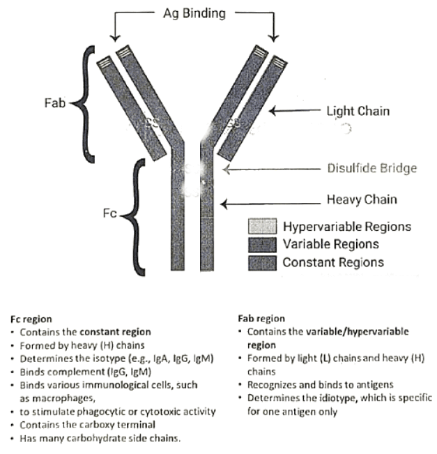 Immunology | Medical Science Optional Notes for UPSC