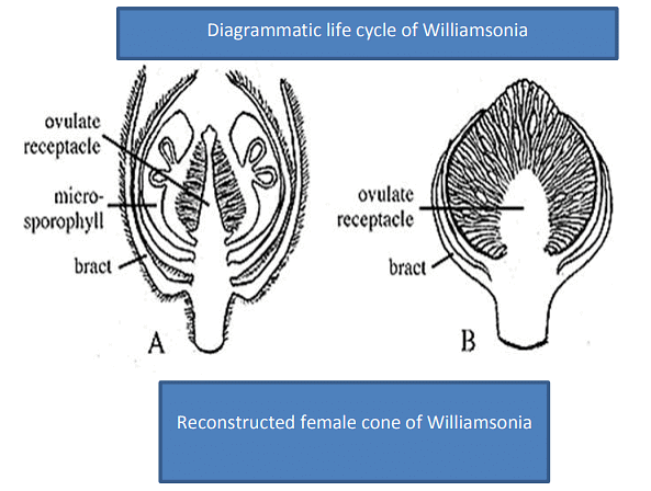 Type of Fossils and their Study Techniques | Botany Optional for UPSC