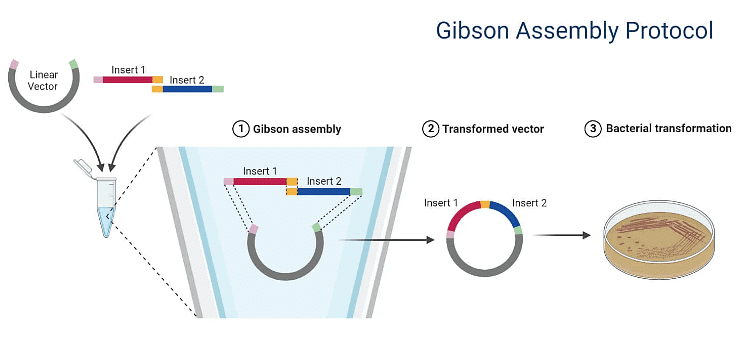 DNA Cloning | Zoology Optional Notes for UPSC