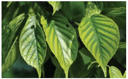 Important Crop Diseases Caused by Mycoplasma, Nematodes | Botany Optional for UPSC