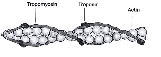 Electron Microscopic Appearance of a Skeletal Muscle | Medical Science Optional Notes for UPSC